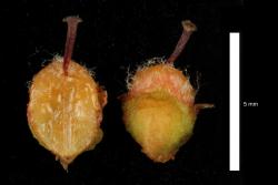 Cotoneaster glaucophyllus: Pyrenes.
 Image: D. Glenny © Landcare Research 2017 CC BY 3.0 NZ